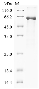 SDS-PAGE