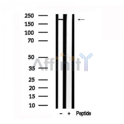 Валидация Affinity AF7629 - 4302