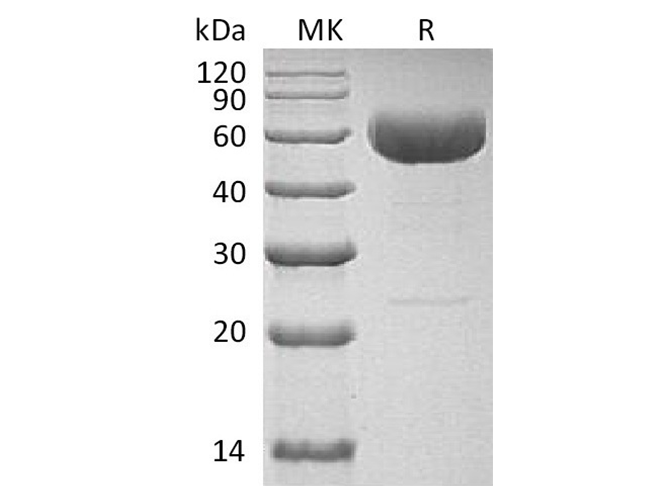Валидация Elabscience PKSH032633(3073)