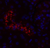 Валидация Elabscience E-AB-32268