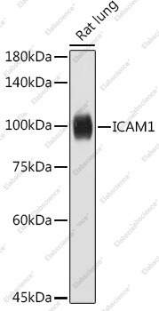 Вестерн-блоттинг, ICAM1, ткань легкого крысы