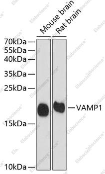 Вестерн-блоттинг, VAMP1, различные клеточные линии