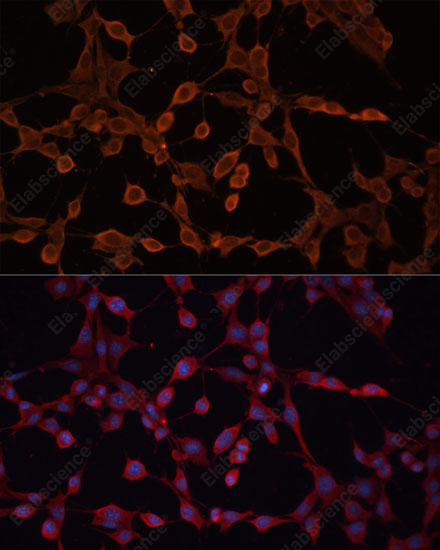Иммунофлуоресценция, ABCB11, клетки NIH-3T3