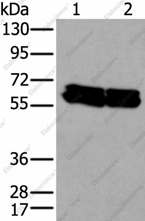 Вестерн-блоттинг, ZNF207, клетки HEPG2 и HeLa
