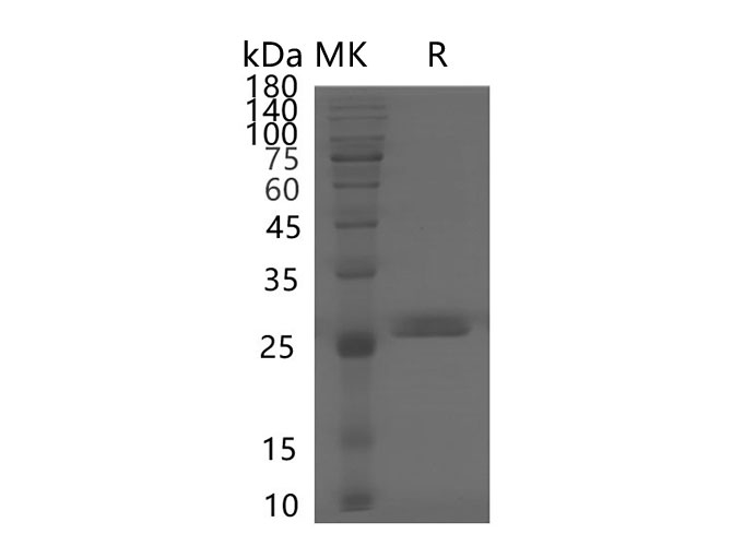 Валидация Elabscience PKSH030463(1383)