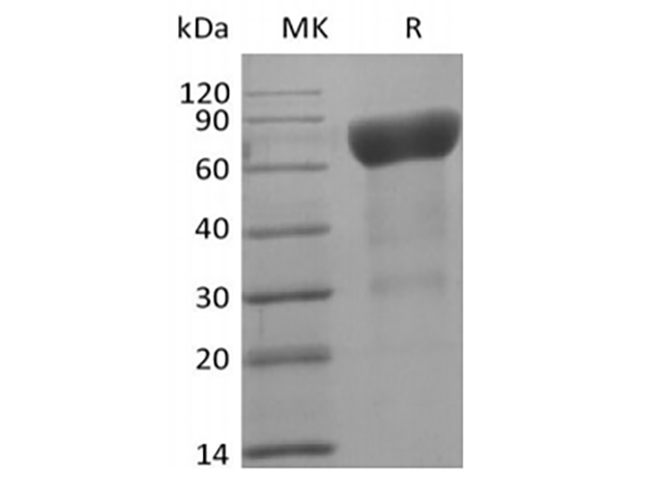 Валидация Elabscience PKSH033953(4182)