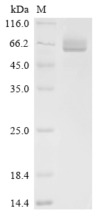 SDS-PAGE