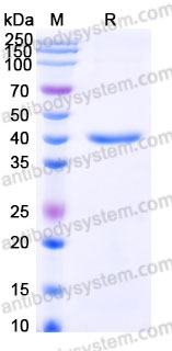 EHE73001, SDS-PAGE