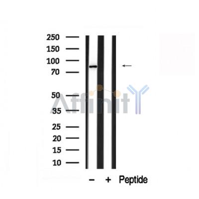Валидация Affinity AF7872 - 4611