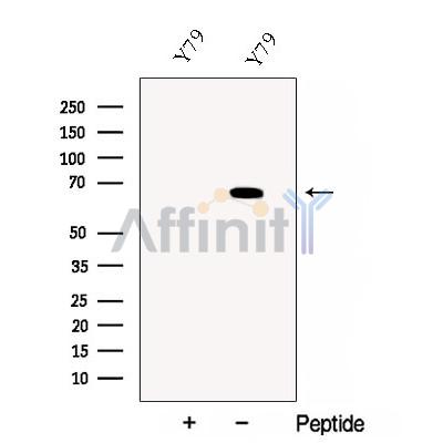 Валидация Affinity DF12919 - 7672