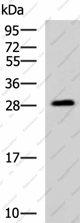 Вестерн-блоттинг, PAFAH1B3, ткань мозга плода человека
