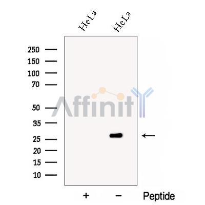 Валидация Affinity DF12928 - 7681