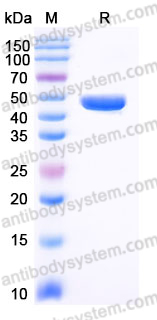 YHE15802, SDS-PAGE
