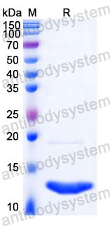 YHC40303, SDS-PAGE