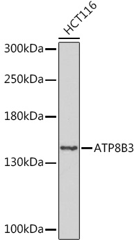 Валидация Elabscience E-AB-91927