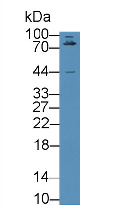 9094