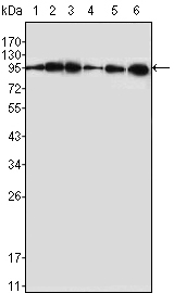 Валидация Affinity BF0267 - 5202