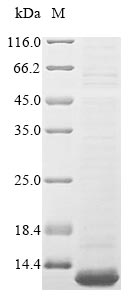 SDS-PAGE