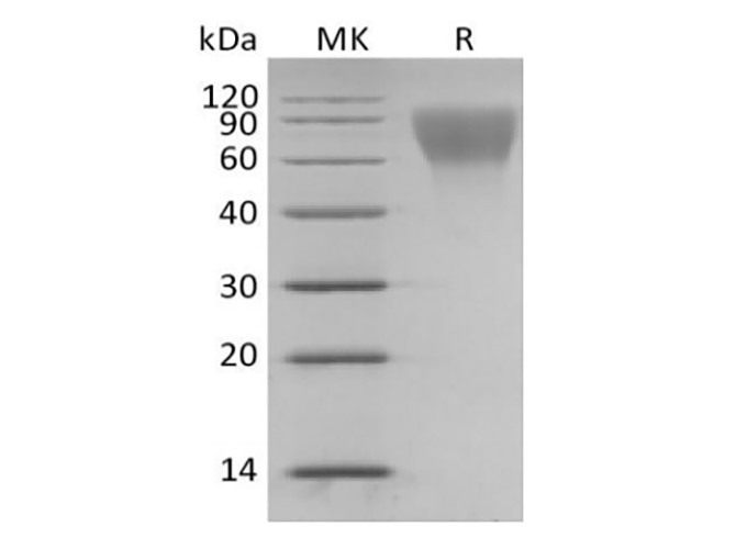 Валидация Elabscience PKSH033931(4161)