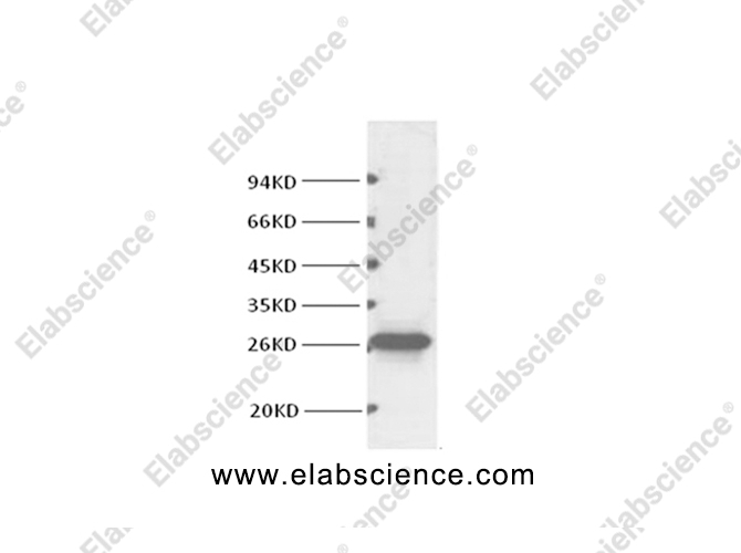 Вестерн-блоттинг, BCL2, клетки HeLa