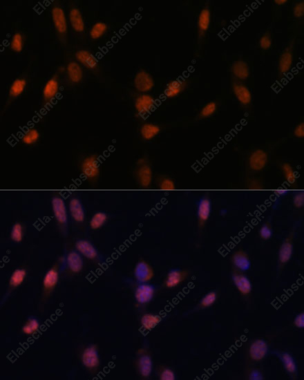 Иммунофлуоресценция, USP33, клетки NIH-3T3