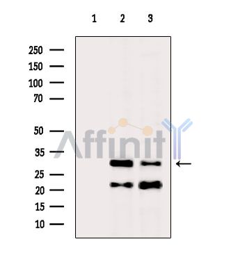 Валидация Affinity AF5265 - 2779