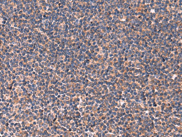 Валидация Elabscience E-AB-52059