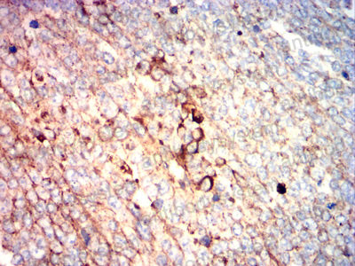 Валидация AntibodySystem RHB89505