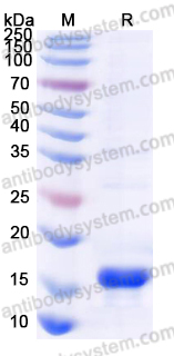 YHF59001, SDS-PAGE