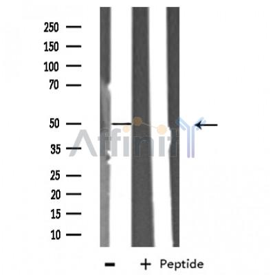 Валидация Affinity DF3268 - 14122