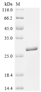 SDS-PAGE