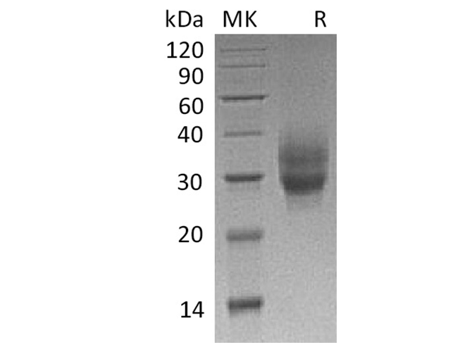 Валидация Elabscience PKSQ050050(5420)
