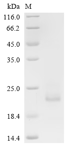 SDS-PAGE