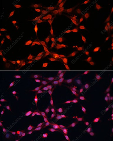 Иммунофлуоресценция, FGF2, клетки NIH-3T3