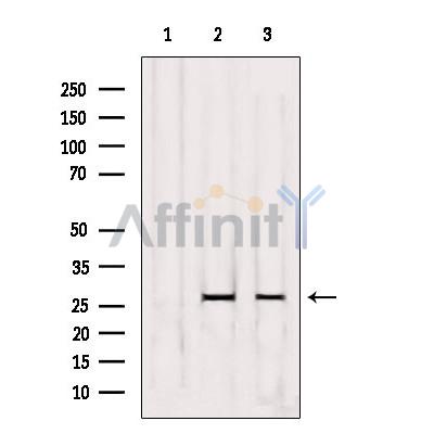 Валидация Affinity DF5105 - 17038