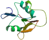 Killer Cell Lectin Like Receptor Subfamily G, Member 2 (KLRG2) Killer Cell Lectin Like Receptor Subfamily G, Member 2 (KLRG2)