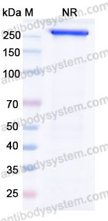 Валидация AntibodySystem ERJ92701