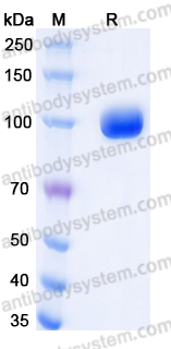 EHJ22503, SDS-PAGE