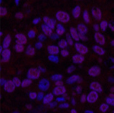 Валидация Elabscience E-AB-22082