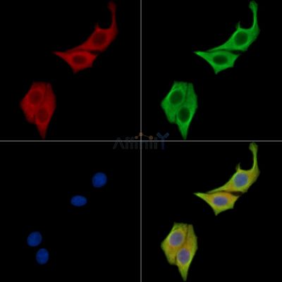 Валидация Affinity DF15499 - 11874