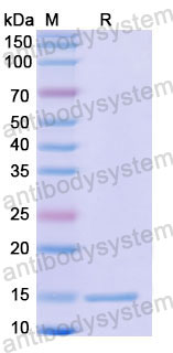 Валидация SDS-PAGE - AntibodySystem RHD82301