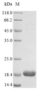 SDS-PAGE