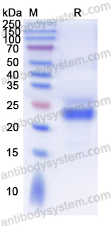 Валидация AntibodySystem YHA92901