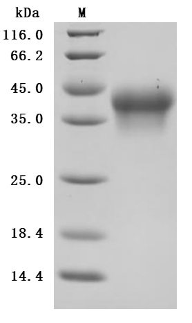 SDS-PAGE