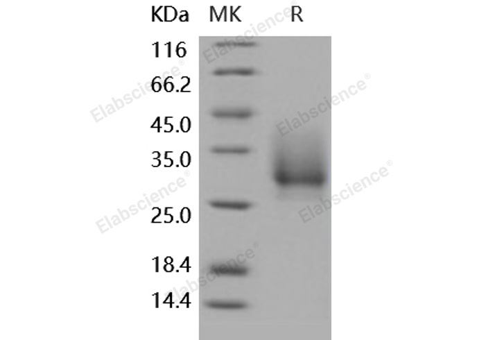 Валидация Elabscience PKSH031784(2419)