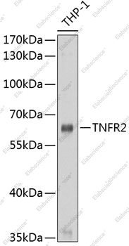 Вестерн-блоттинг, TNFR2, клетки THP-1