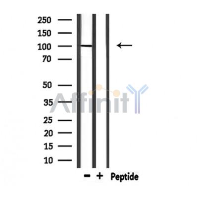 Валидация Affinity DF7002 - 18639