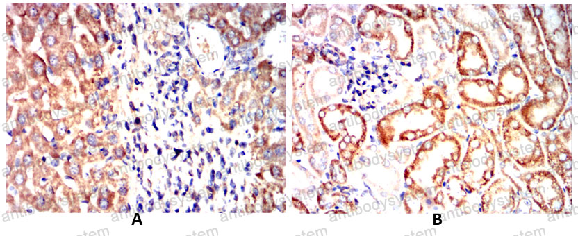 Валидация AntibodySystem RHC12802 (656)