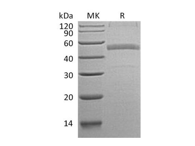 Валидация Elabscience PKSH033293(3628)