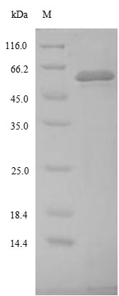 SDS-PAGE